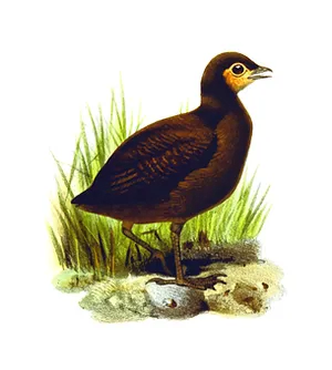 Brown Waterbird Illustration PNG image