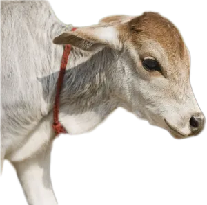 Brown White Calf Profile PNG image