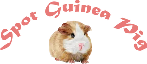 Brown White Guinea Pig PNG image