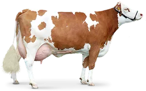 Brownand White Dairy Cow PNG image