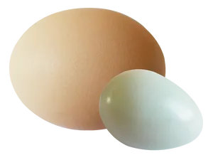 Brownand White Eggs Simple Background PNG image
