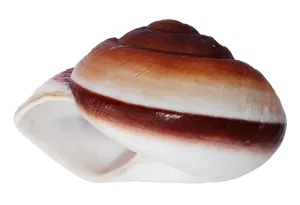 Brownand White Sea Shell PNG image