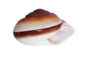 Brownand White Seashellon Black Background.jpg