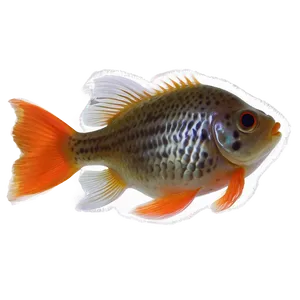 Bubble Eye Goldfish PNG 05212024