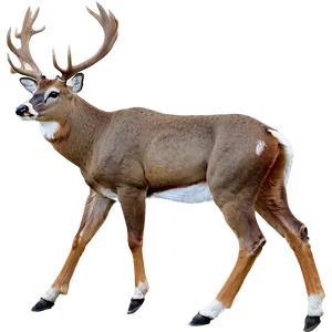 Buck A