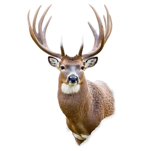 Buck B