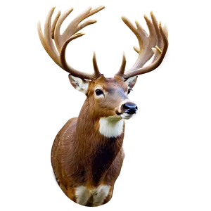 Buck C
