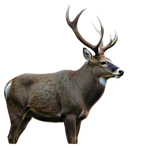 Buck D