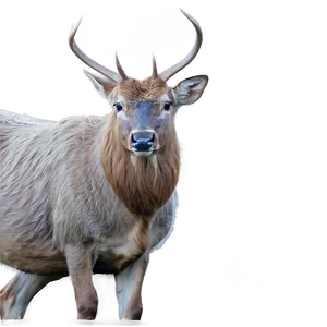 Buck In The Highland PNG Ruv76 PNG