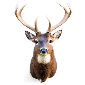 Bucks D