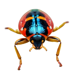 Bug Closeup PNG 67