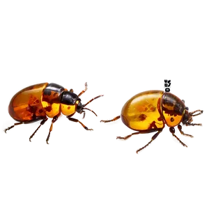 Bug In Amber PNG 25 PNG
