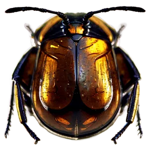 Bug In Amber PNG Kws PNG