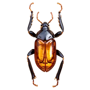 Bug In Amber PNG Vli67 PNG