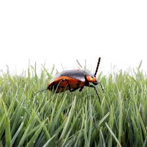 Bug In Grass PNG 05242024