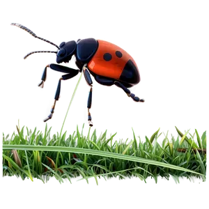 Bug In Grass PNG Oxy PNG