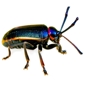 Bug In Nature PNG Fet PNG