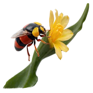 Bug On Flower PNG 36 PNG