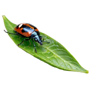 Bug On Leaf PNG 05242024 PNG