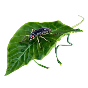 Bug On Leaf PNG 38 PNG