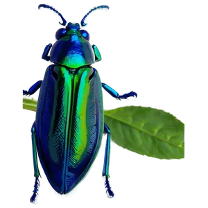 Bug On Leaf PNG 63