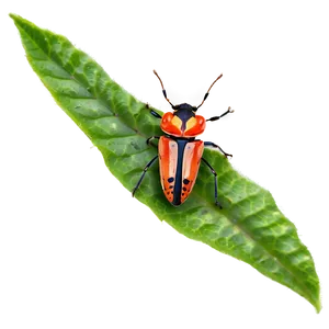 Bug On Leaf PNG Mgl