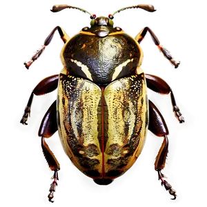 Bug Texture PNG Kaa PNG