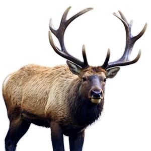 Bull Elk Png Tqu2 PNG image