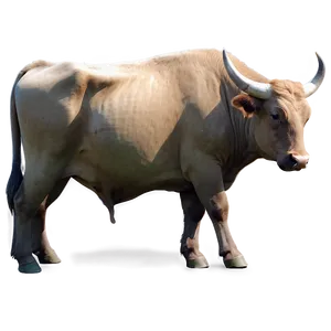 Bull In Nature Scene PNG 05242024
