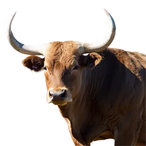 Bull On The Prairie PNG 05242024 PNG