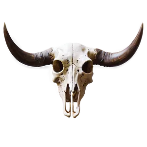 Bull Skull A