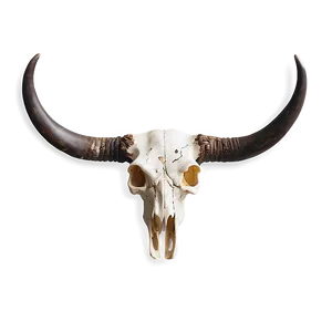 Bull Skull B