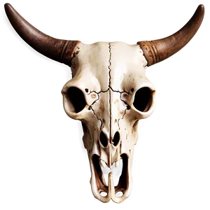 Bull Skull C