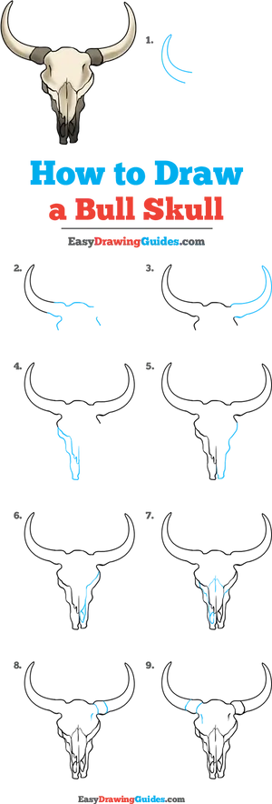 Bull Skull Drawing Tutorial PNG