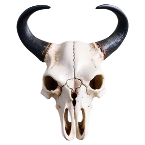 Bull Skull With Horns PNG 72