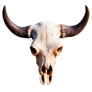 Bull Skull With Sunset Background PNG Xbe PNG