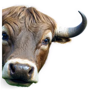 Bull With Ring In Nose PNG Oas