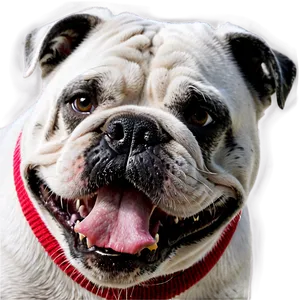 Bulldogs A