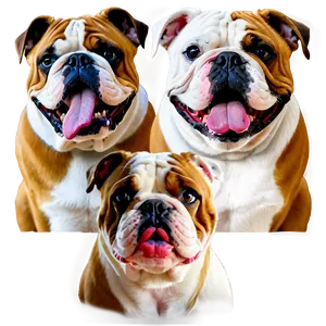 Bulldogs And Their Funny Expressions PNG 06252024