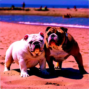 Bulldogs At The Beach PNG Tnh1 PNG