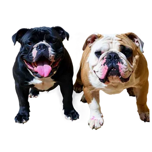 Bulldogs Chilling At Home PNG Yhs