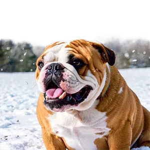 Bulldogs Enjoying Snow PNG Xtq59
