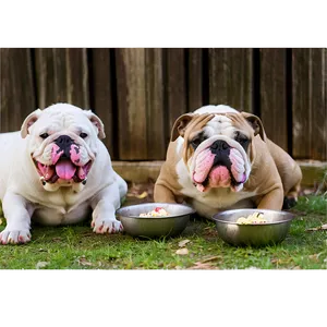 Bulldogs Enjoying Treats PNG Qmn59 PNG