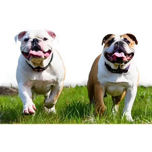 Bulldogs Exploring The Countryside PNG 12