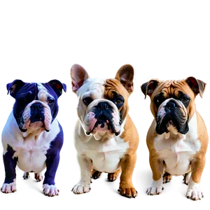 Bulldogs In Artistic Shots PNG Jus79 PNG