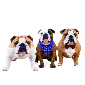 Bulldogs In Fancy Attire Png Saq PNG image