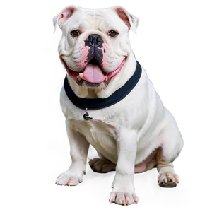 Bulldogs In Professional Photoshoots PNG 62