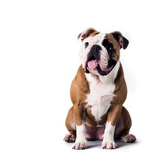 Bulldogs In Professional Photoshoots Png Pgh47 PNG image