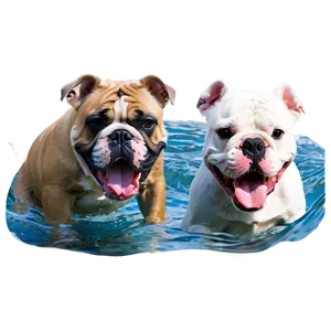 Bulldogs In Water Play Png 06252024 PNG image