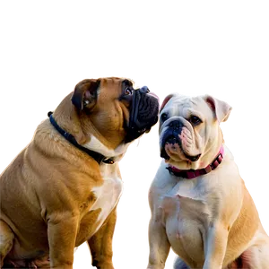 Bulldogs Making Friends PNG 06252024 PNG